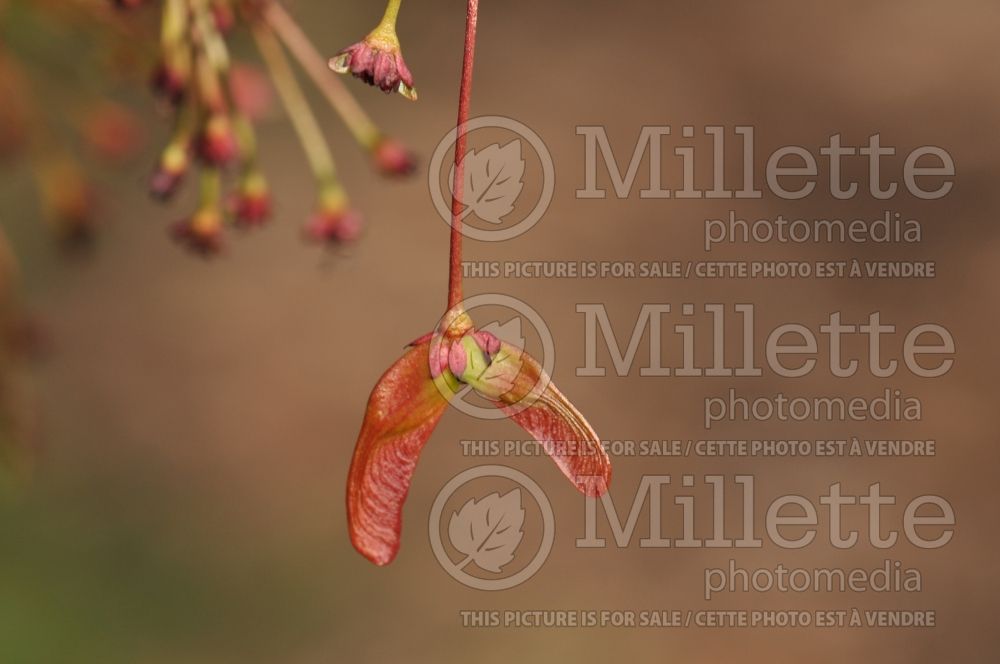 Acer Red Sunset (Red Maple) 5