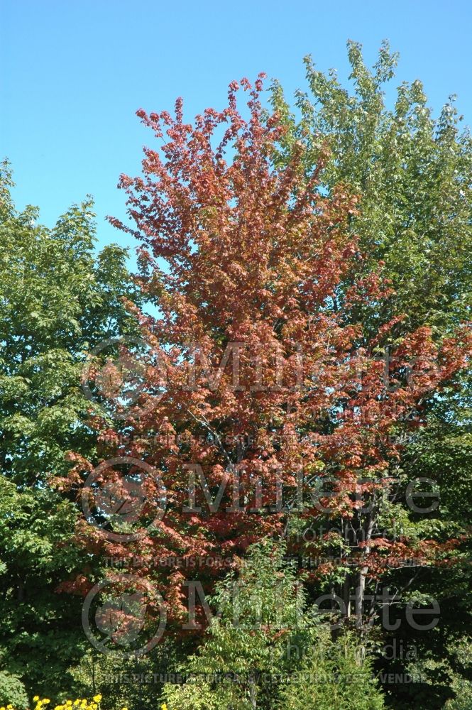 Acer rubrum (red maple) 11