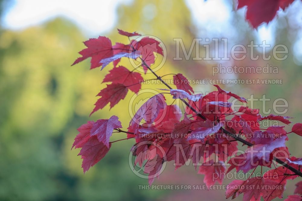 Acer Somerset (Red Maple) 1 