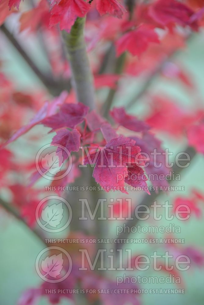 Acer Somerset (Red Maple) 2 