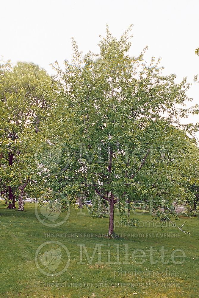 Acer Silver Queen (Silver Maple) 1 