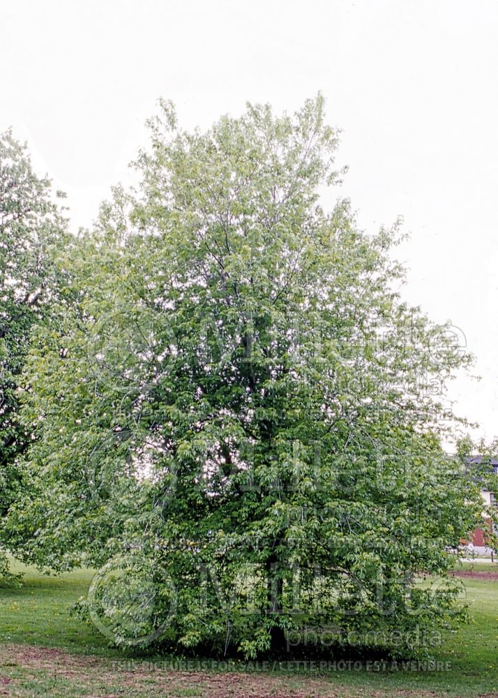 Acer Wierii (Silver Maple) 1 