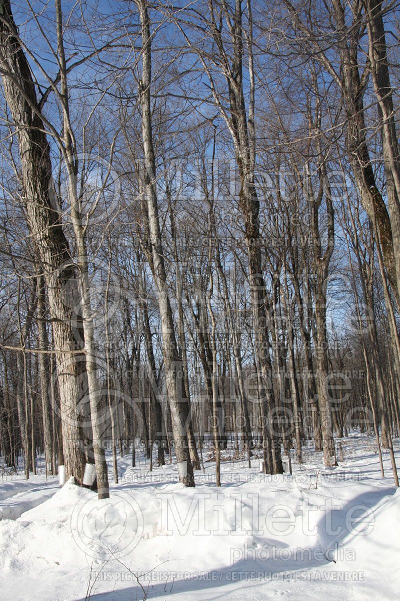 Acer saccharum (Sugar Maple) - sap for syrup 2