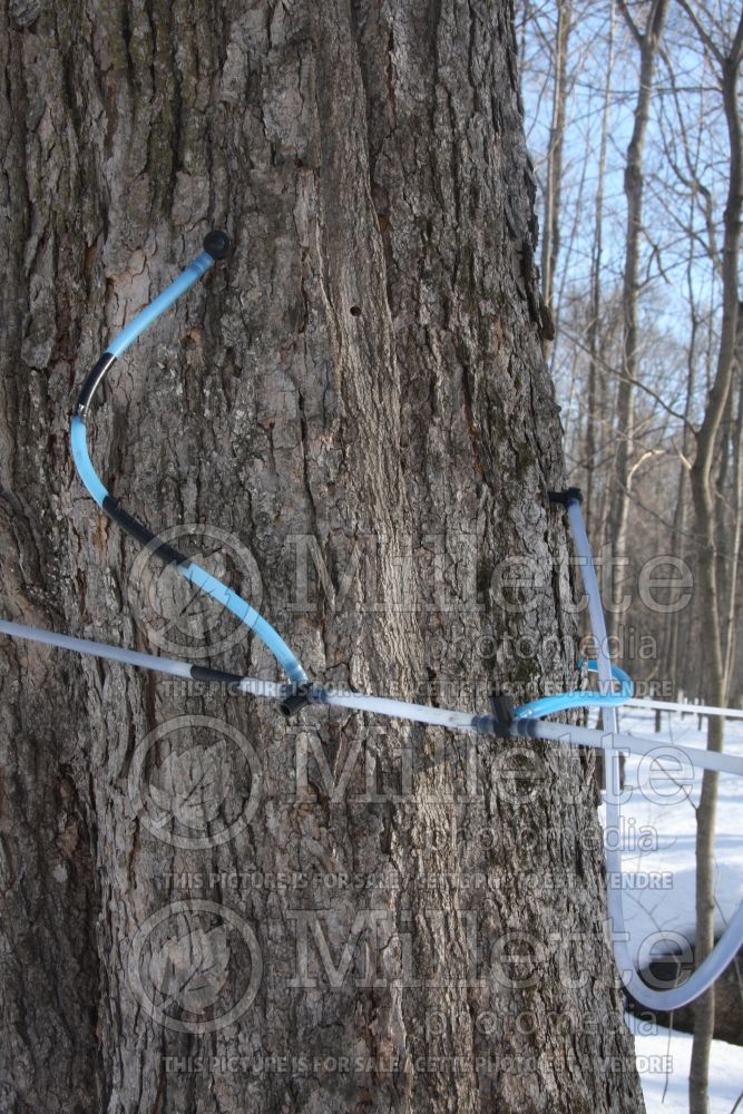 Acer saccharum (Sugar Maple) - sap for syrup  3