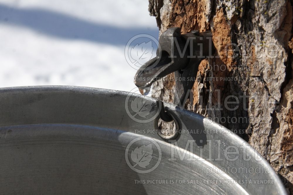 Acer saccharum (Sugar Maple)  sap for syrup  4