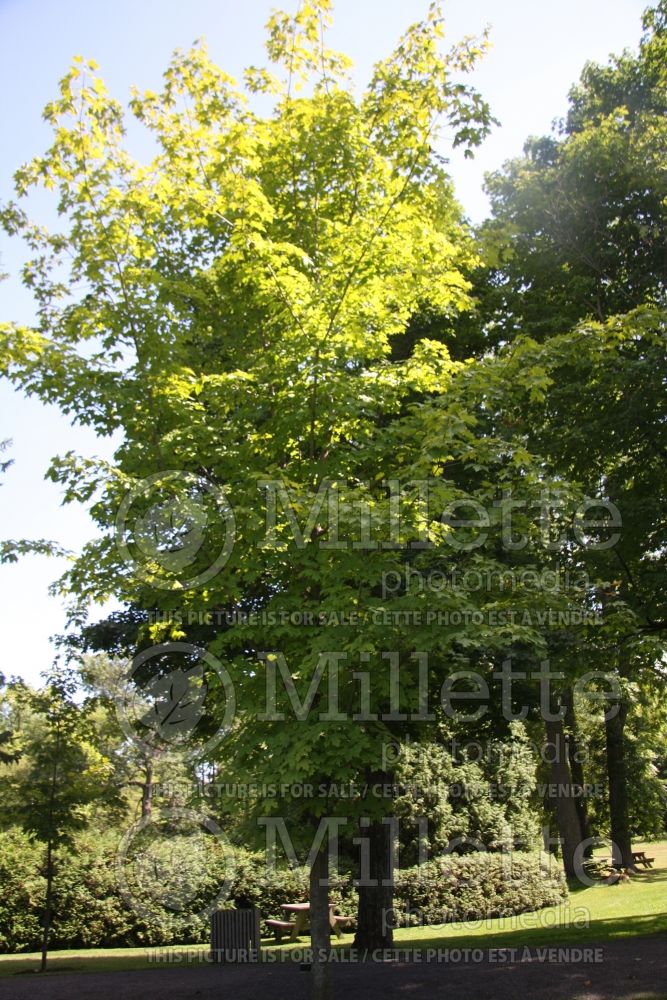 Acer saccharum (Sugar Maple) 1 