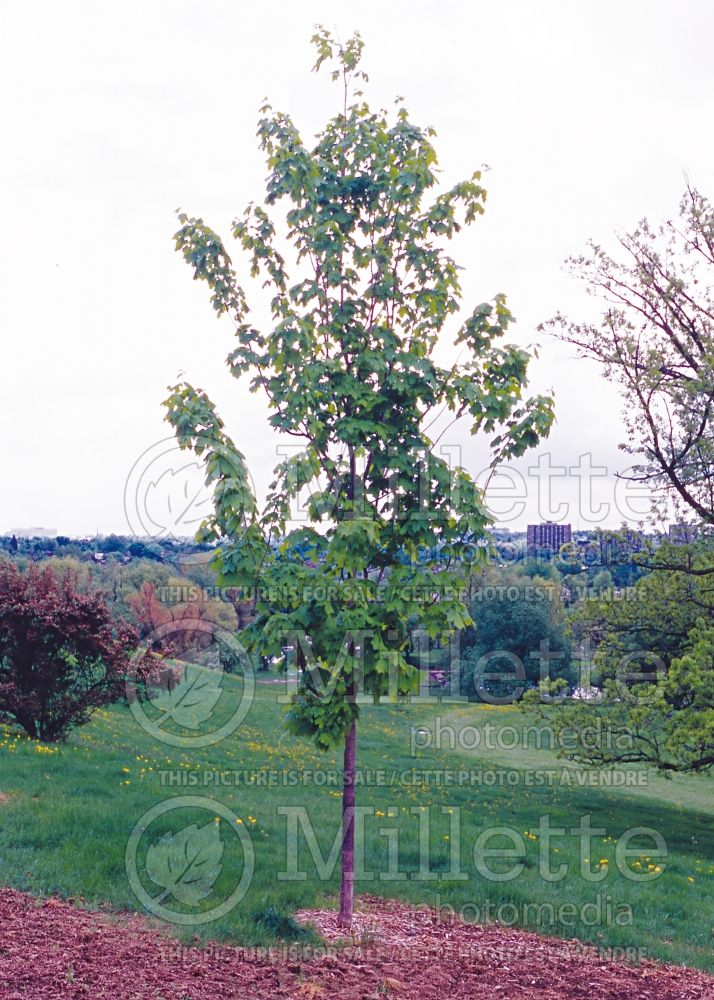 Acer Arrow Head (Sugar Maple) 1