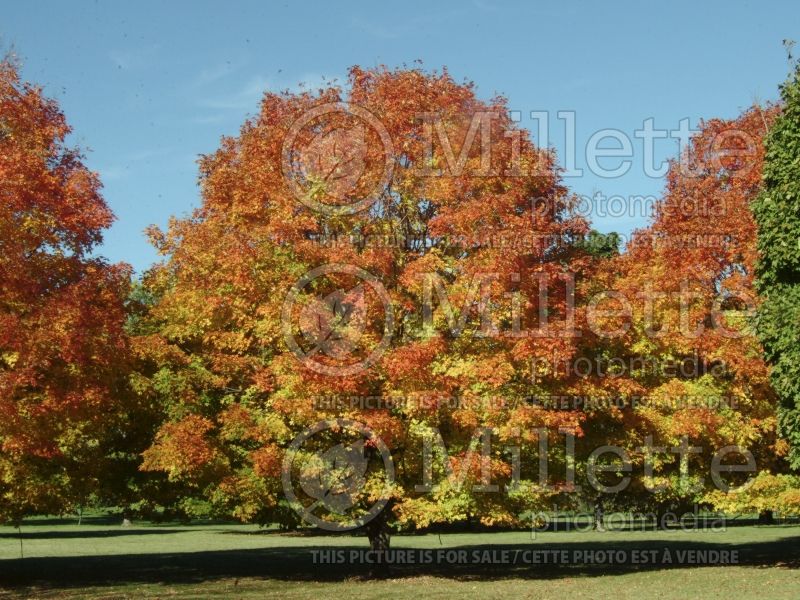 Acer Green Mountain (Sugar Maple) 3 