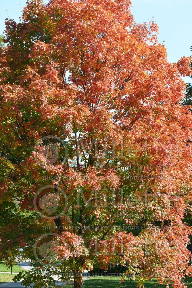 Acer Green Mountain (Sugar Maple) 1 