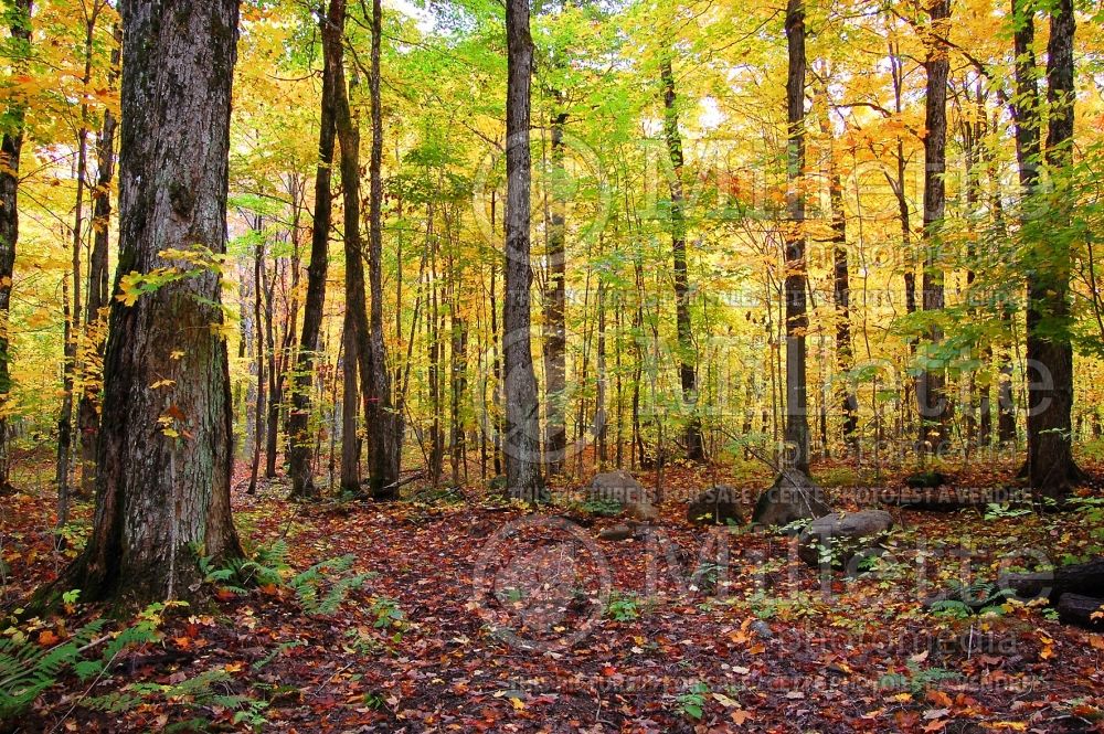 Sugar maple during fall (Ambiance) 24 