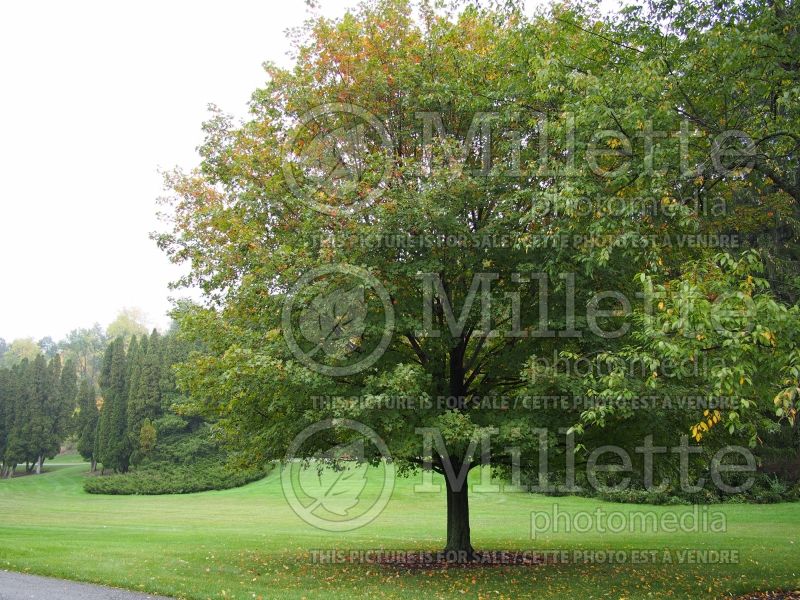 Acer Majesty or Flax Mill (Sugar Maple) 1