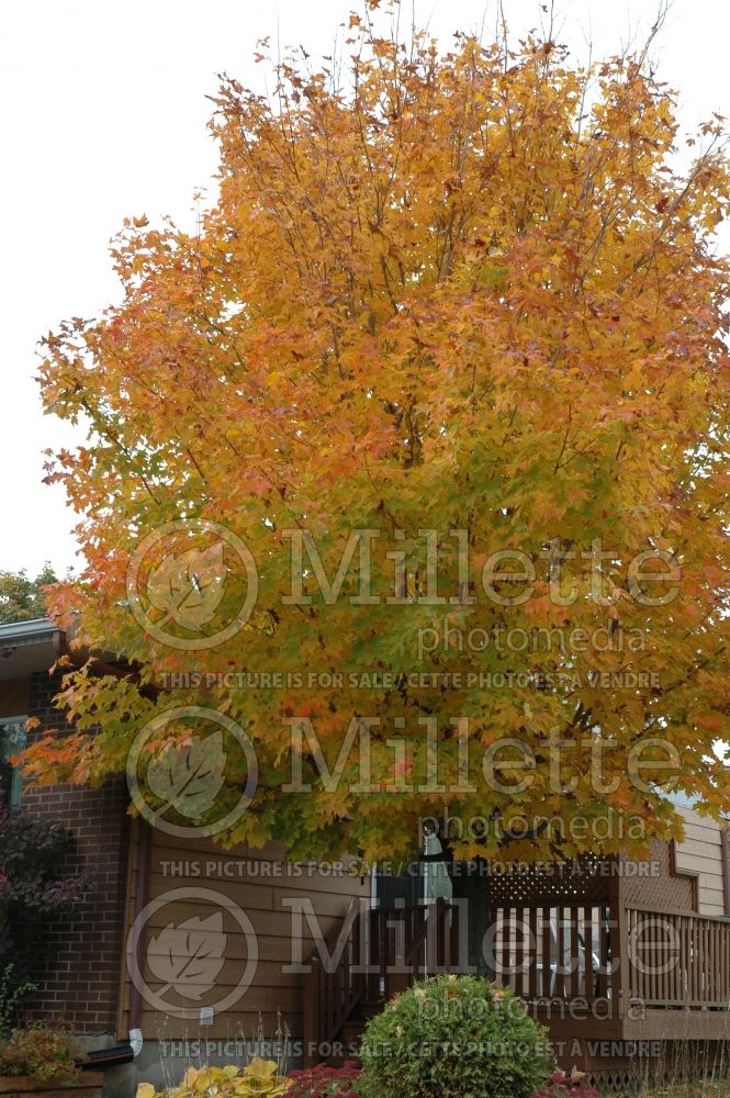 Acer saccharum (Sugar Maple) 4 