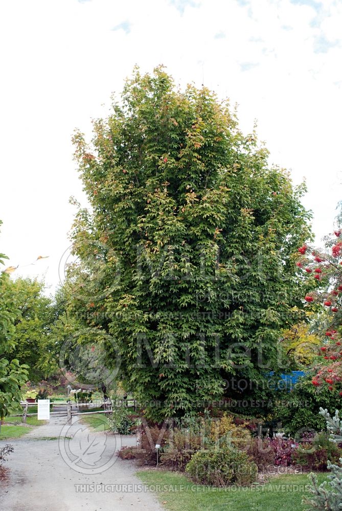 Acer Temple's Upright (Sugar Maple) 2