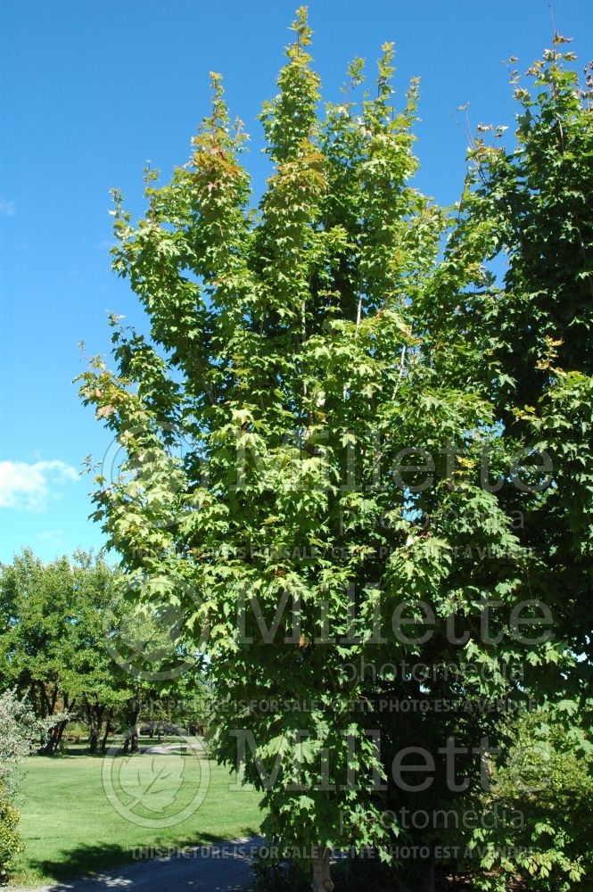 Acer Temple's Upright (Sugar Maple) 1