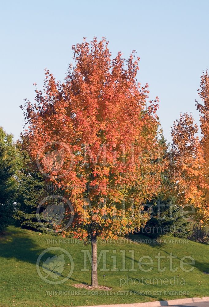 Acer saccharum (Sugar Maple) 7 