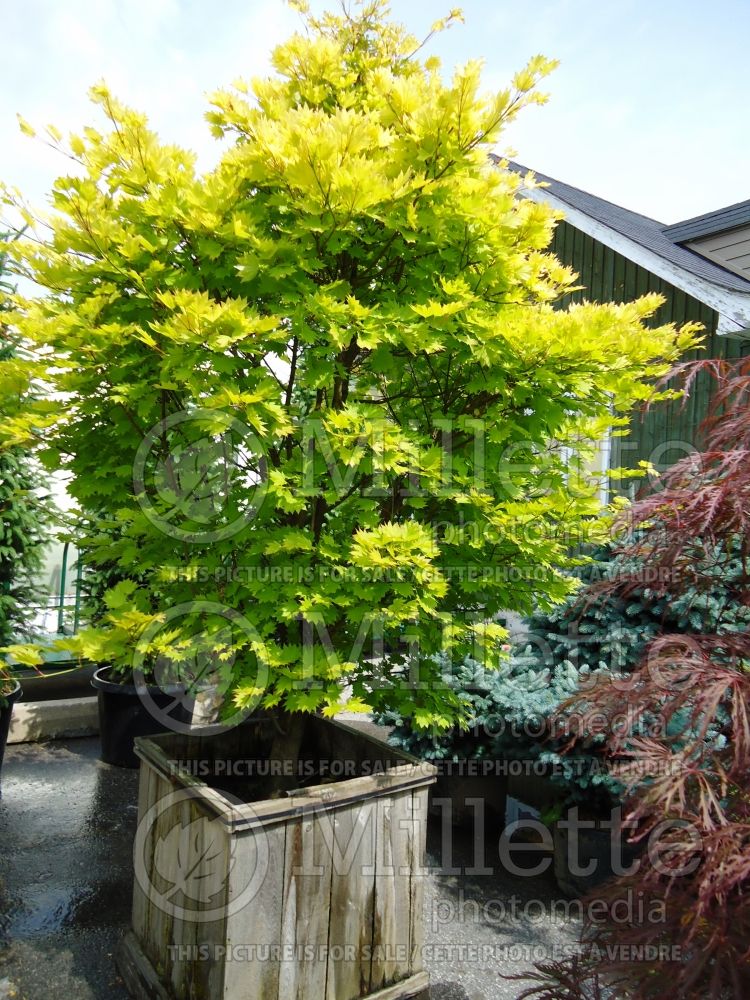 Acer Aureum (Japanese Maple) 7