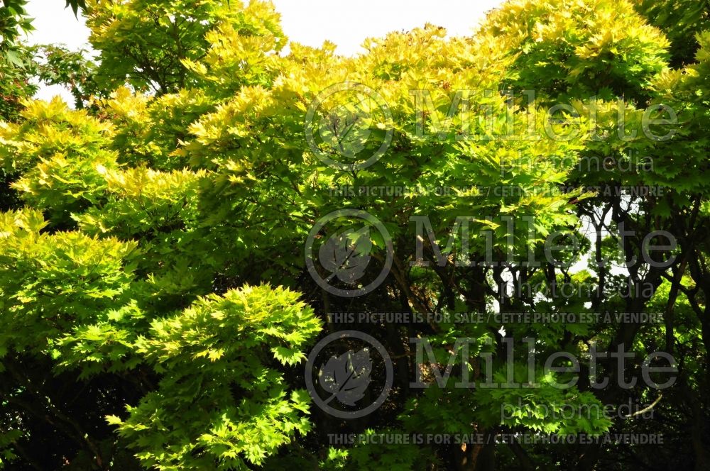 Acer Aureum (Japanese Maple) 11