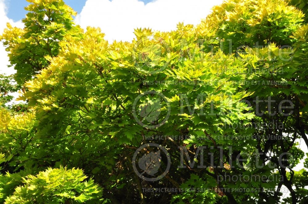 Acer Aureum (Japanese Maple) 12