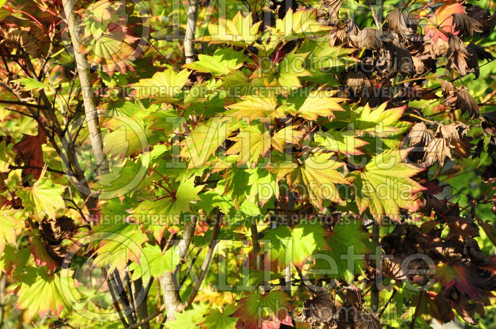 Acer Aureum (Japanese Maple) 10