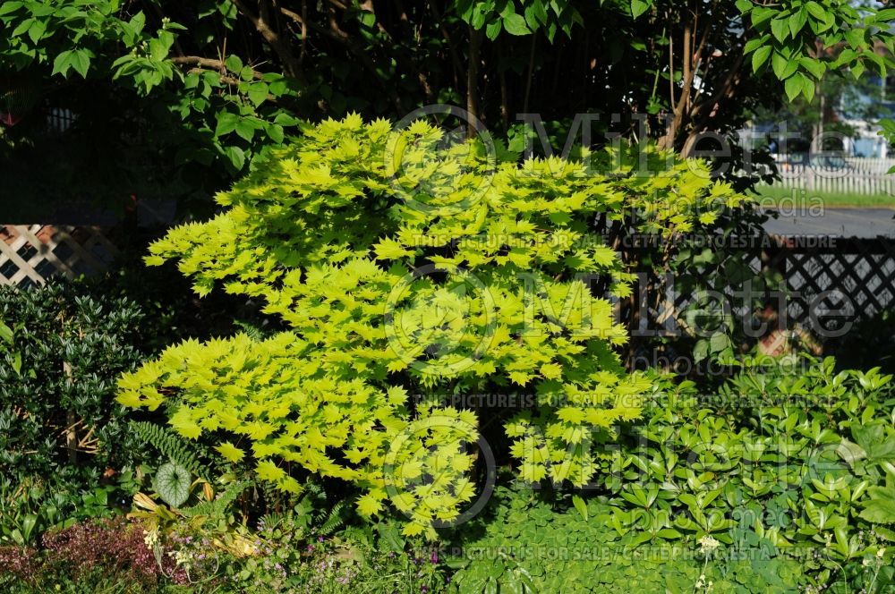 Acer Aureum (Japanese Maple) 6