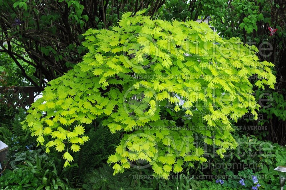 Acer Aureum (Japanese Maple) 14