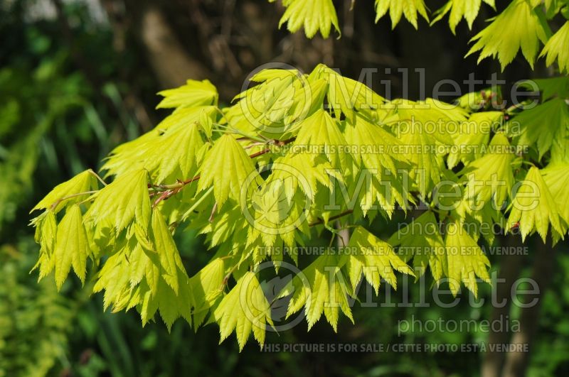 Acer Aureum (Japanese Maple) 15