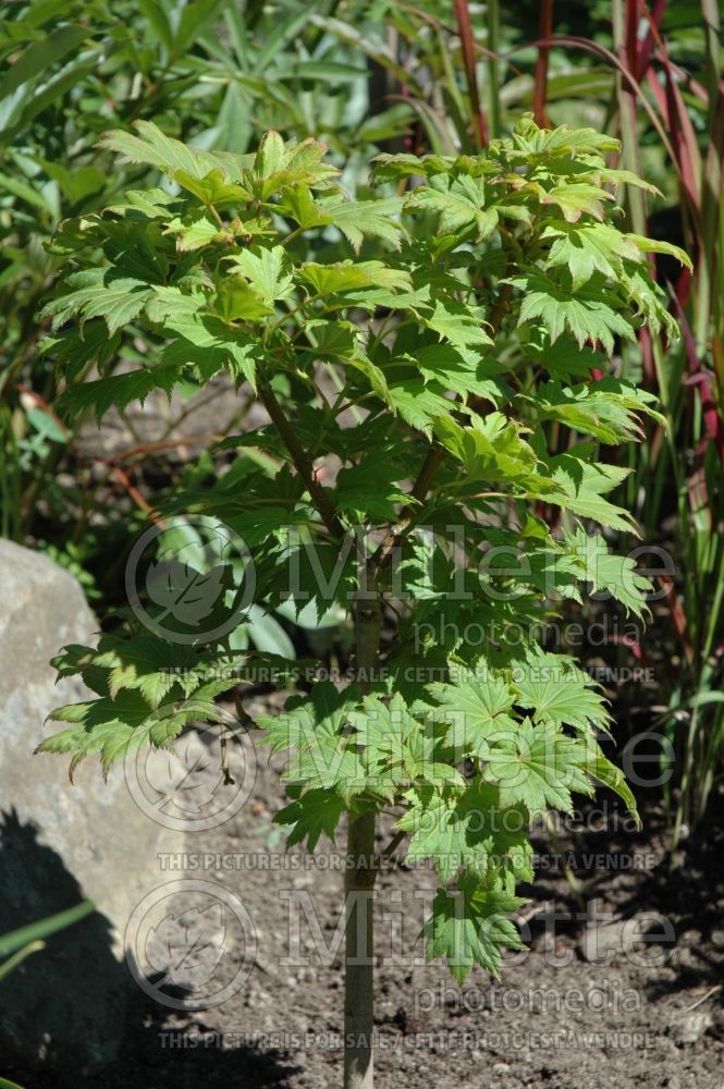 Acer Aureum (Japanese Maple) 8