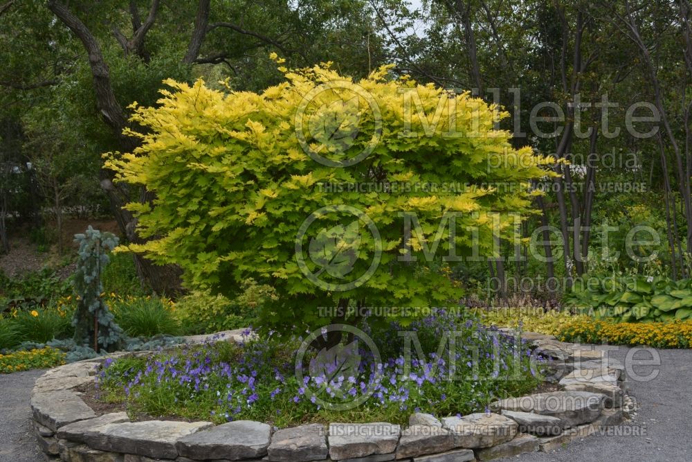 Acer Aureum (Japanese Maple) 1