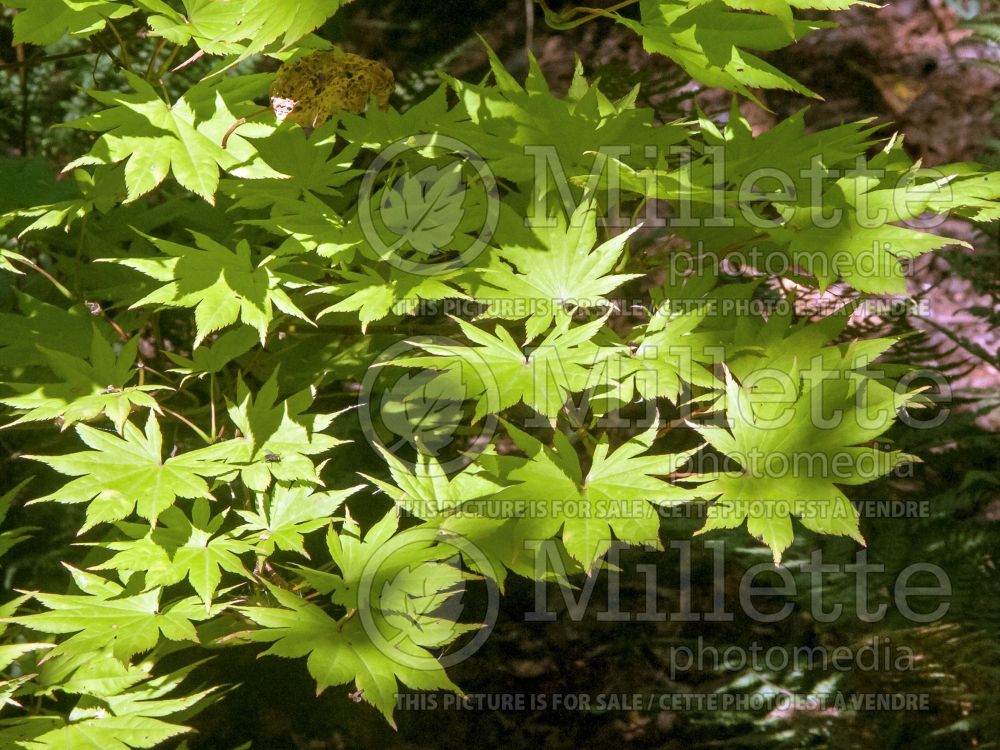 Acer Autumn Moon (Japanese Maple - Érable japonais) 6