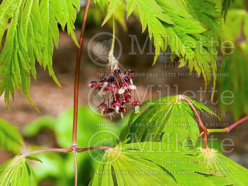 Acer Autumn Moon (Japanese Maple - Érable japonais) 7