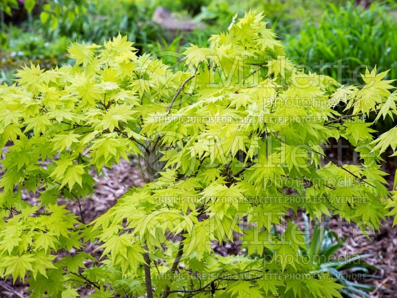 Acer Autumn Moon (Japanese Maple - Érable japonais) 8