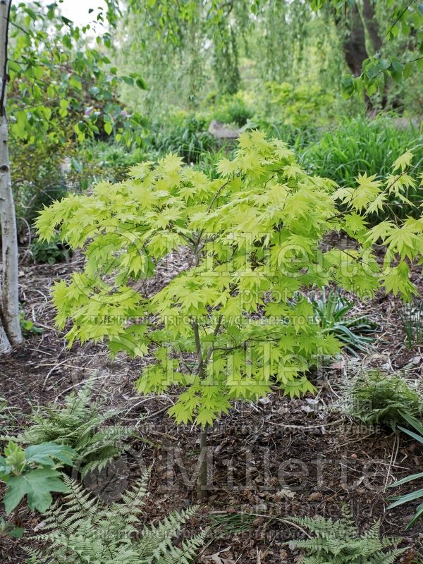 Acer Autumn Moon (Japanese Maple - Érable japonais) 9