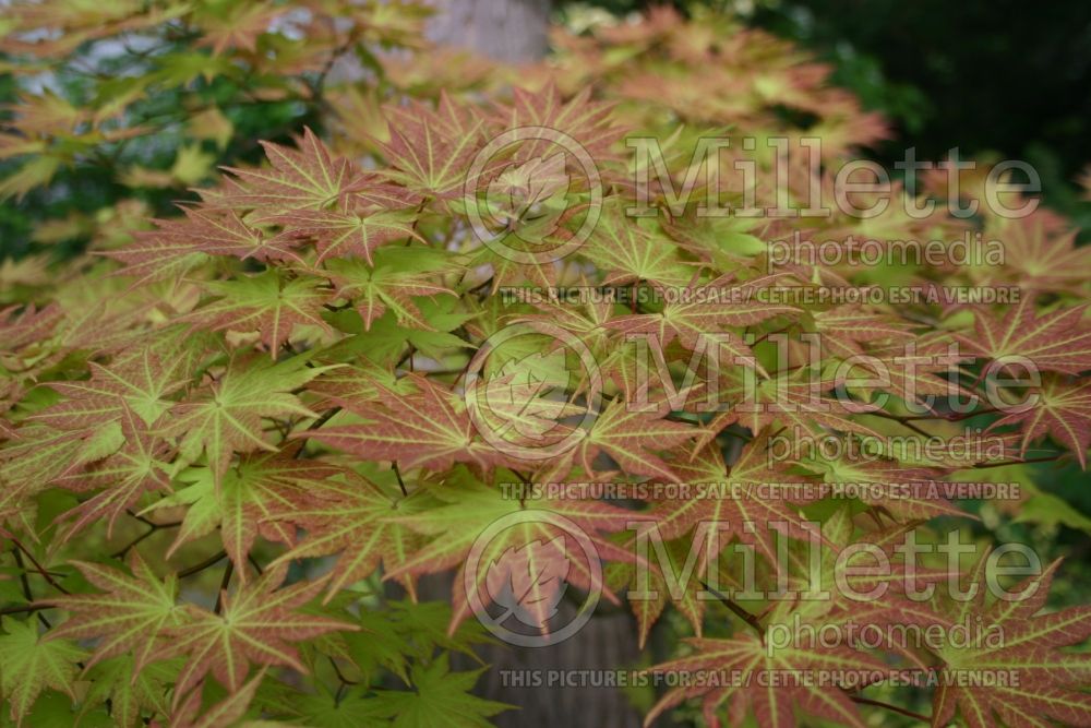 Acer Autumn Moon (Japanese Maple - Érable japonais) 10