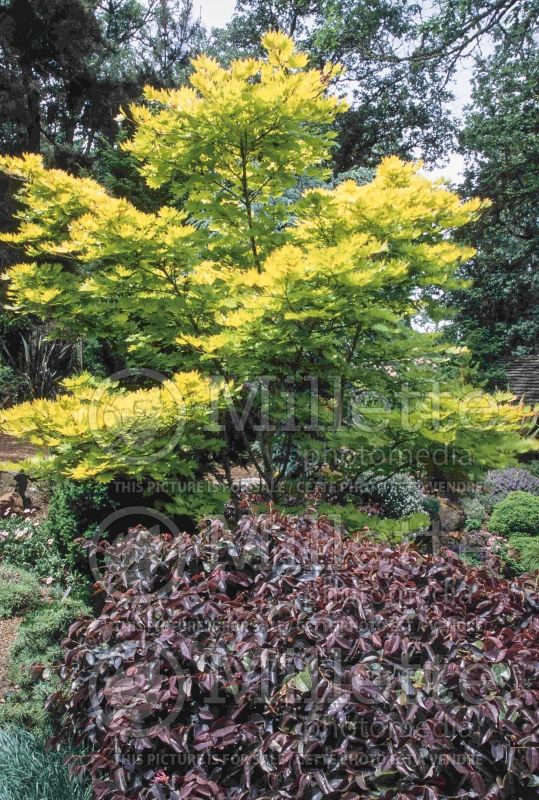 Acer Autumn Moon (Japanese Maple - Érable japonais) 12