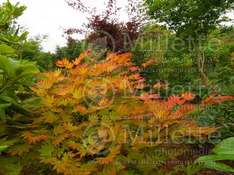 Acer Autumn Moon (Japanese Maple - Érable japonais) 1