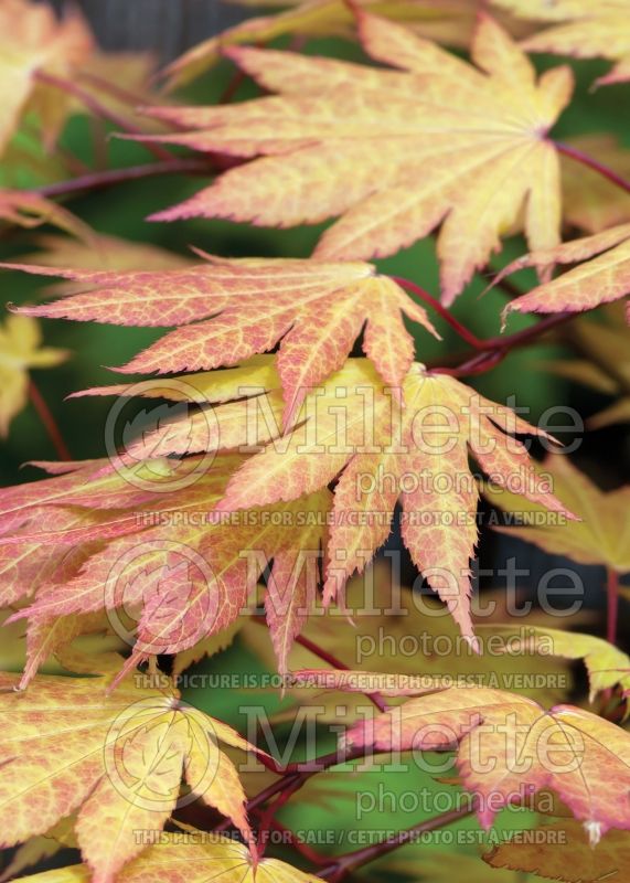 Acer Autumn Moon (Japanese Maple - Érable japonais) 5