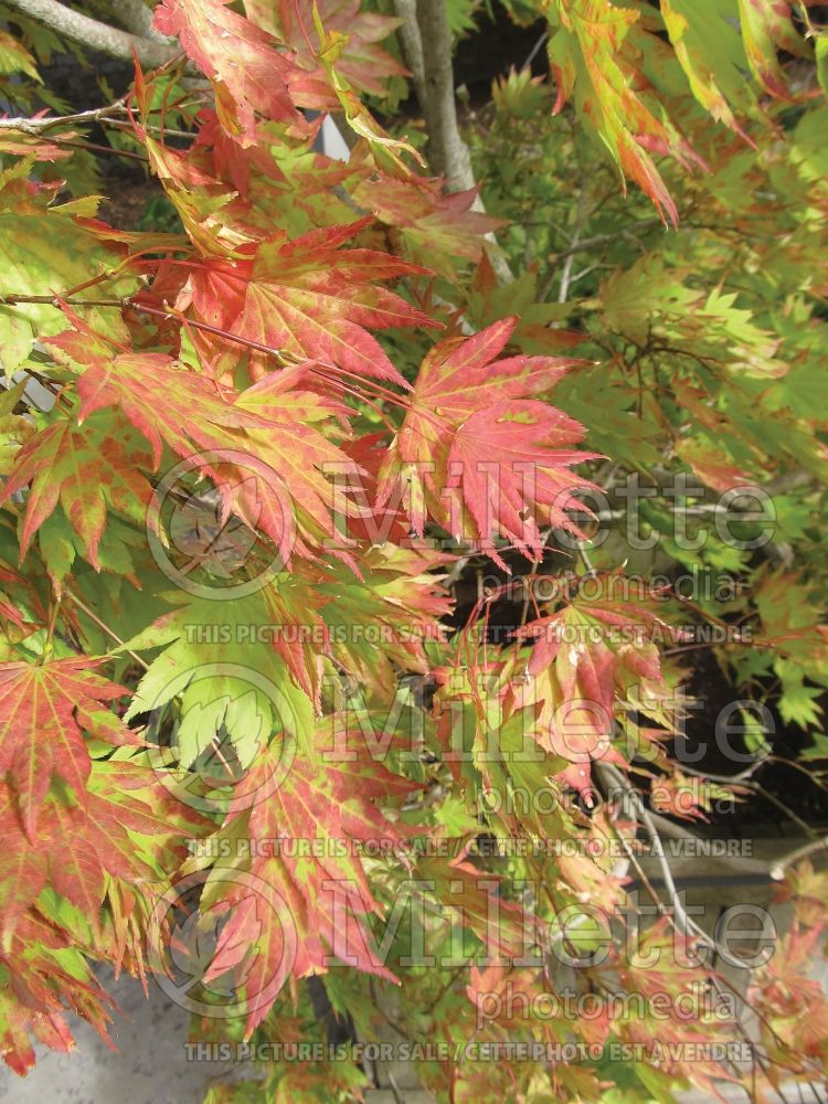 Acer Autumn Moon (Japanese Maple - Érable japonais) 3