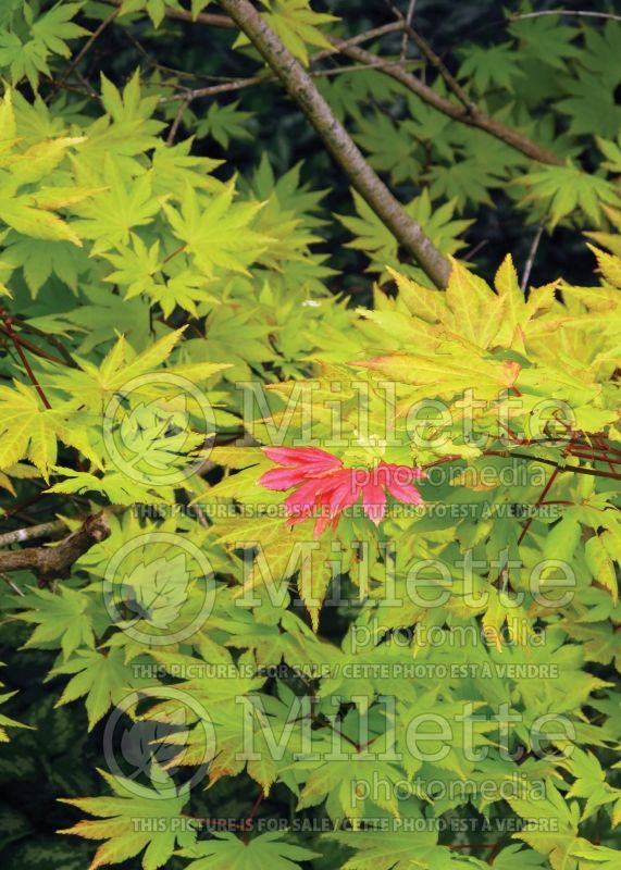 Acer Autumn Moon (Japanese Maple - Érable japonais) 4