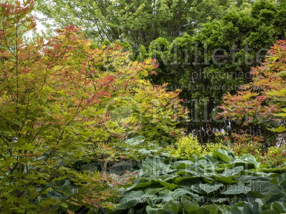 Acer Moonrise (Japanese Maple – érable japonais) 12