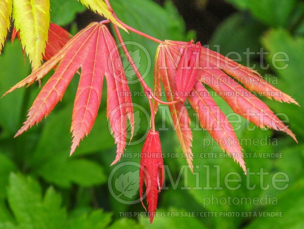 Acer Moonrise (Japanese Maple – érable japonais) 3