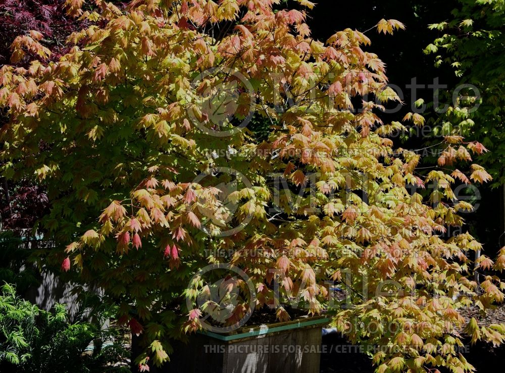 Acer Moonrise (Japanese Maple – érable japonais) 5