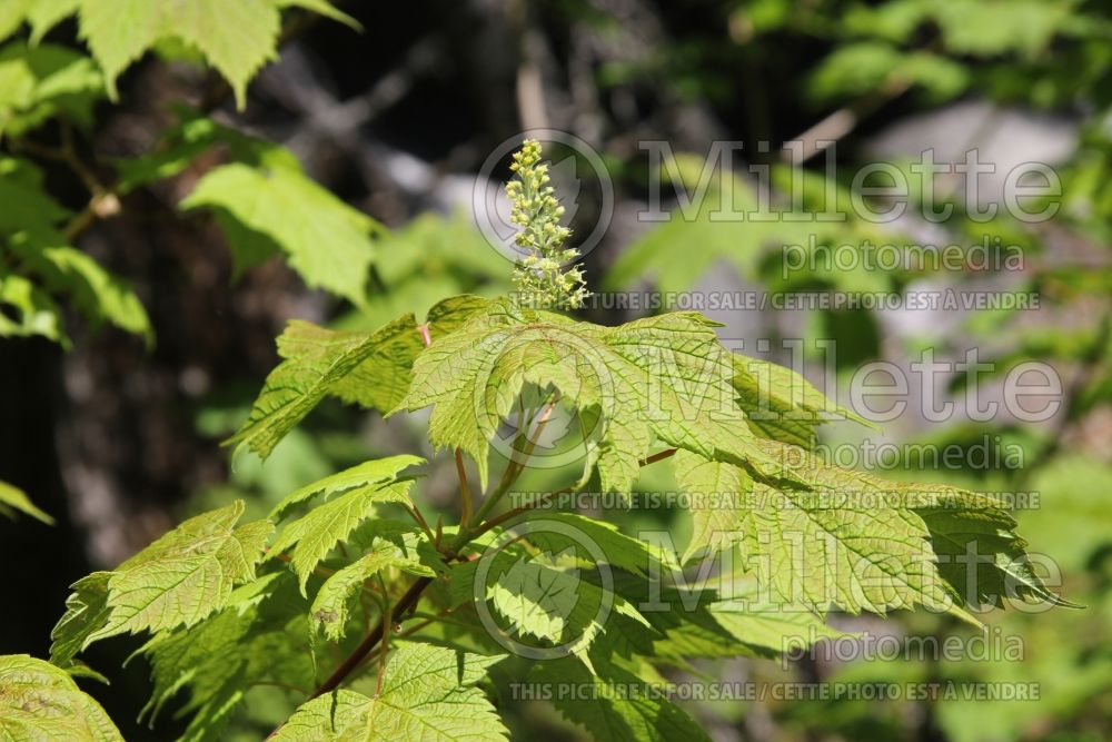 Acer spicatum (Mountain maple - érable) 3