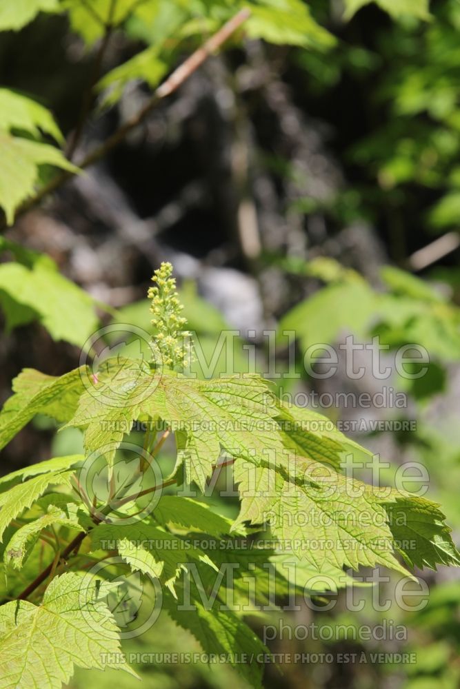 Acer spicatum (Mountain maple - érable) 4