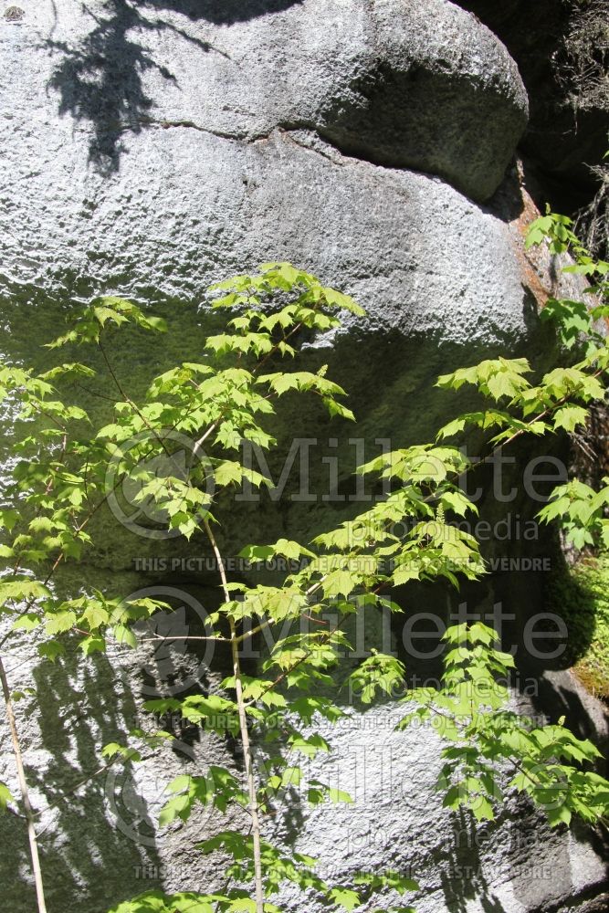 Acer spicatum (Mountain maple - érable) 2