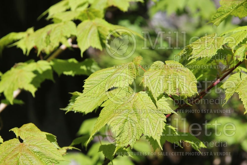 Acer spicatum (Mountain maple - érable) 1