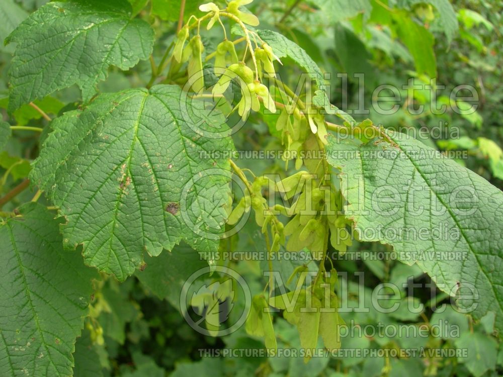 Acer spicatum (Mountain maple - érable) 6