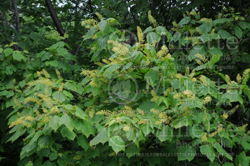 Acer spicatum (Mountain maple - érable) 7 