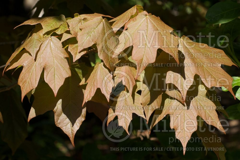 Acer skutchii (Mexican sugar maple - érable) 2