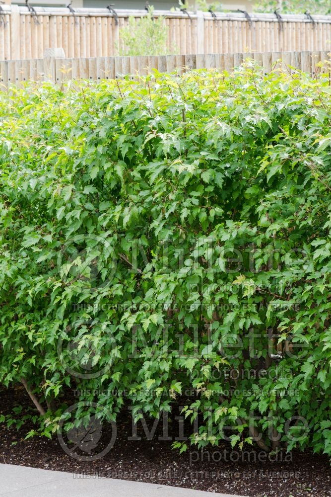 Acer tataricum ginnala – Hedge (Amur maple) 1 