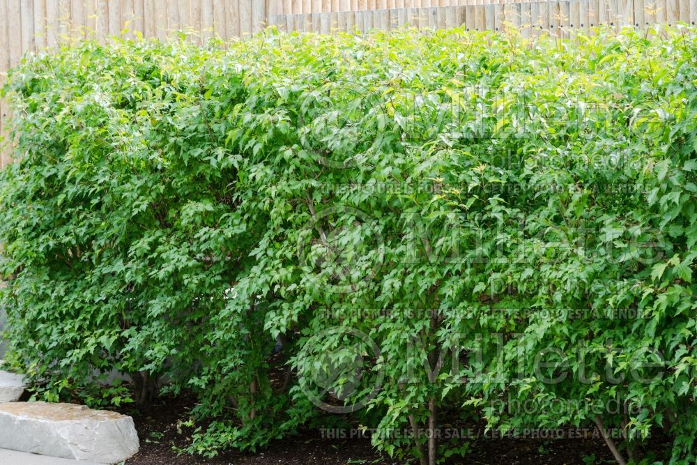 Acer tataricum ginnala – Hedge (Amur maple) 2 